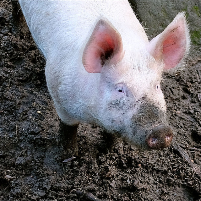 Yorkshire Pig Breeds God's Own CountyGod's Own County